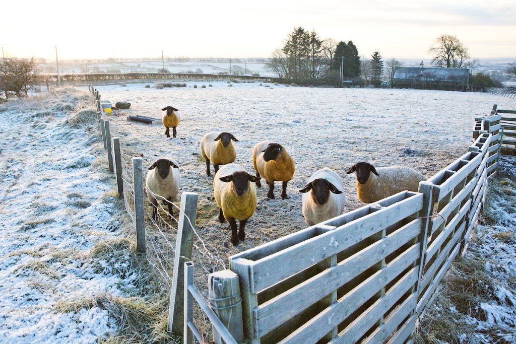 Weather - Ayrshire Scotland blanketed in frost as temperatures plummeted over night, Suffolk sheep near Dunlop. br /> Photograph © Jamie Williamson, for more info please contact hello@jamiewilliamson.com or 07989437787