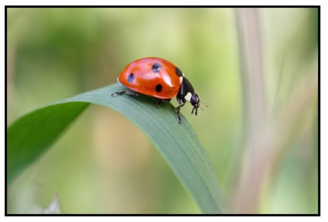 ladybird by Stig Nygaard