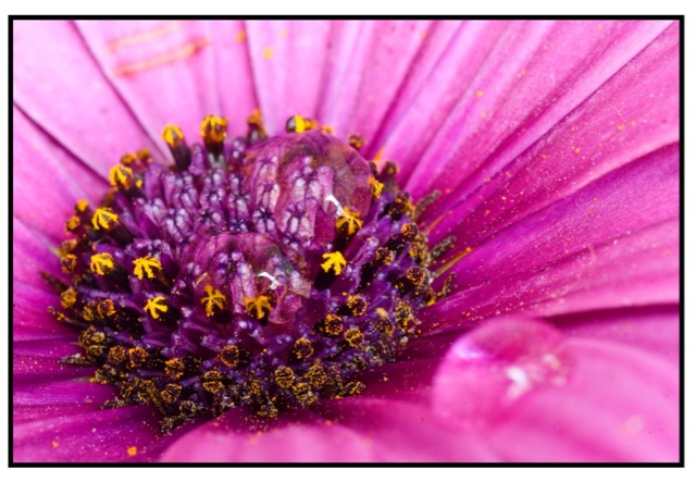 flower Lluis Satorre Gonzalez canon lens